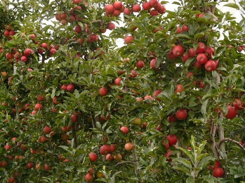 Apfelbaum stecklinge cox - apfelbaum,