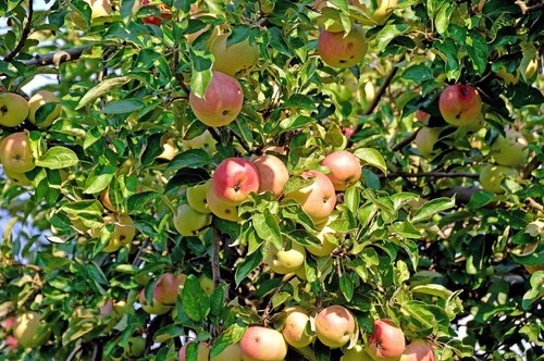 Apfelbaum stecklinge elstar - apfelbaum,