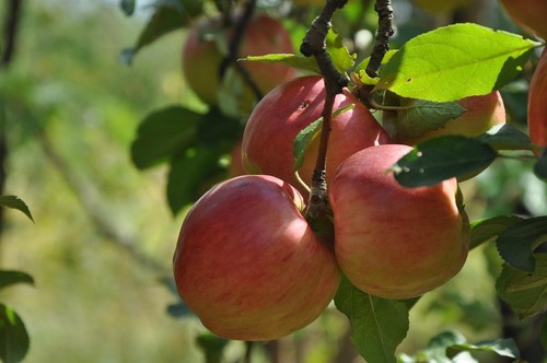 Apfelbaum stecklinge cox - apfelbaum,