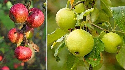 Apfelbaum stecklinge rot - apfelbaum,