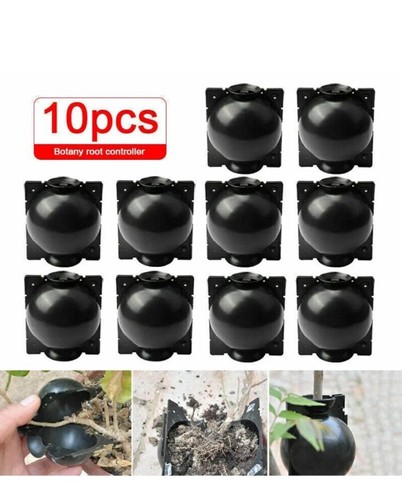 10pcs botanik pflanze - 10pcs, botanik,