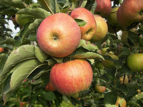 Apfelbaum stecklinge cox - apfelbaum,