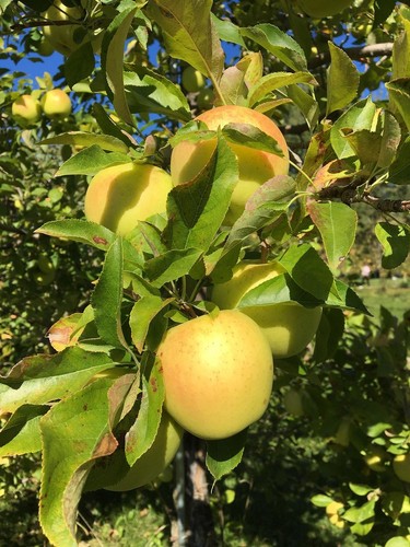Apfelbaum stecklinge golden - stecklinge,