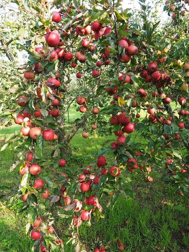 Apfelbaum stecklinge boskoop - apfelbaum,
