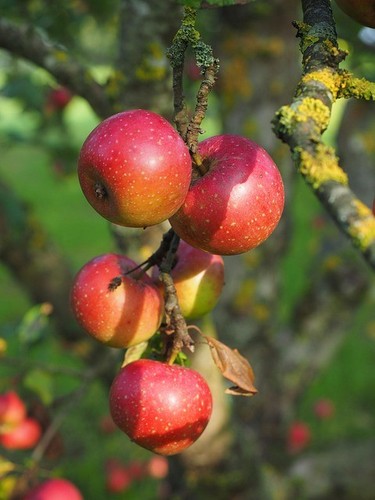 Apfelbaum stecklinge boskoop - apfelbaum,