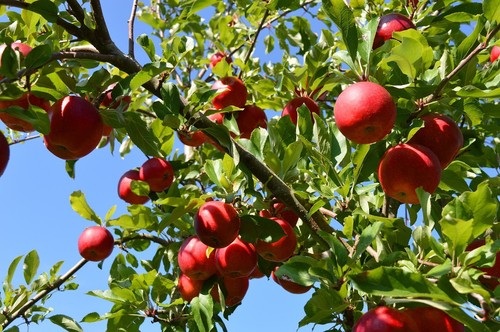 Apfelbaum stecklinge idared - stecklinge,