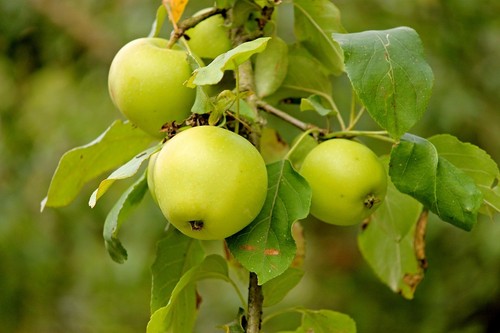 Apfelbaum stecklinge grüner - apfelbaum,