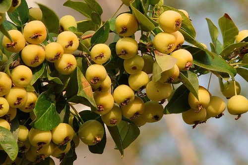 Holzapfel gelb apfelbaum - holzapfel,