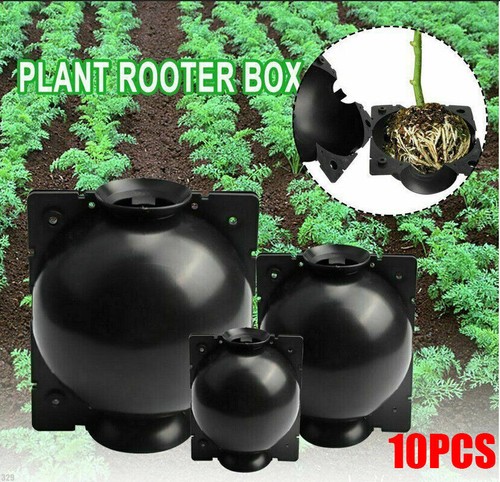 10pcs botanik pflanze - 10pcs, botanik,